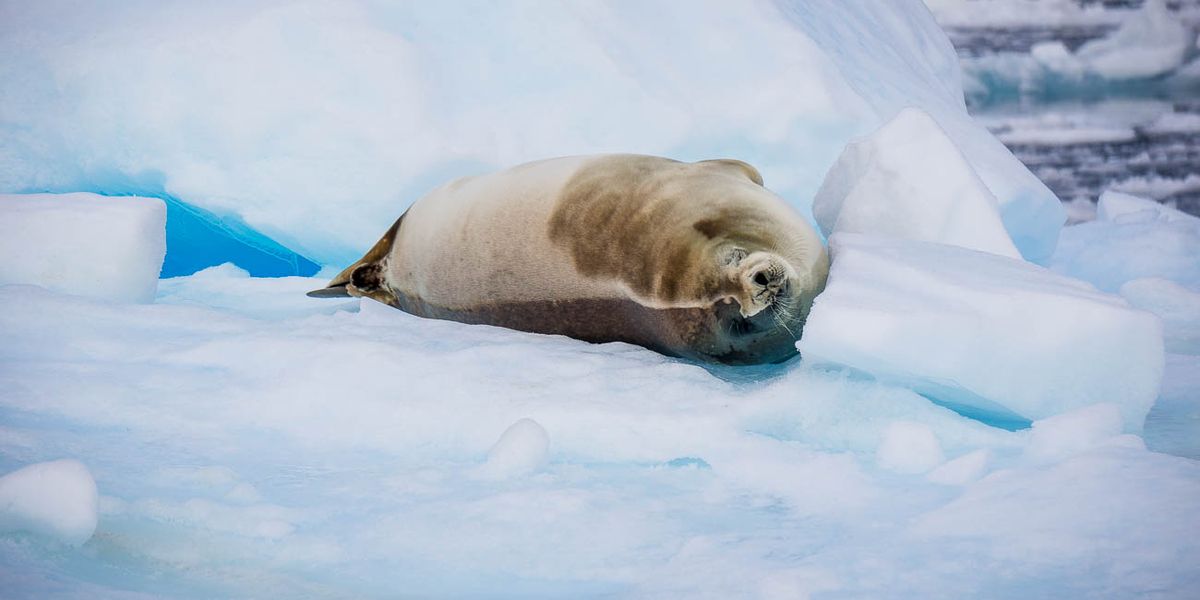 Antarctica Classic
