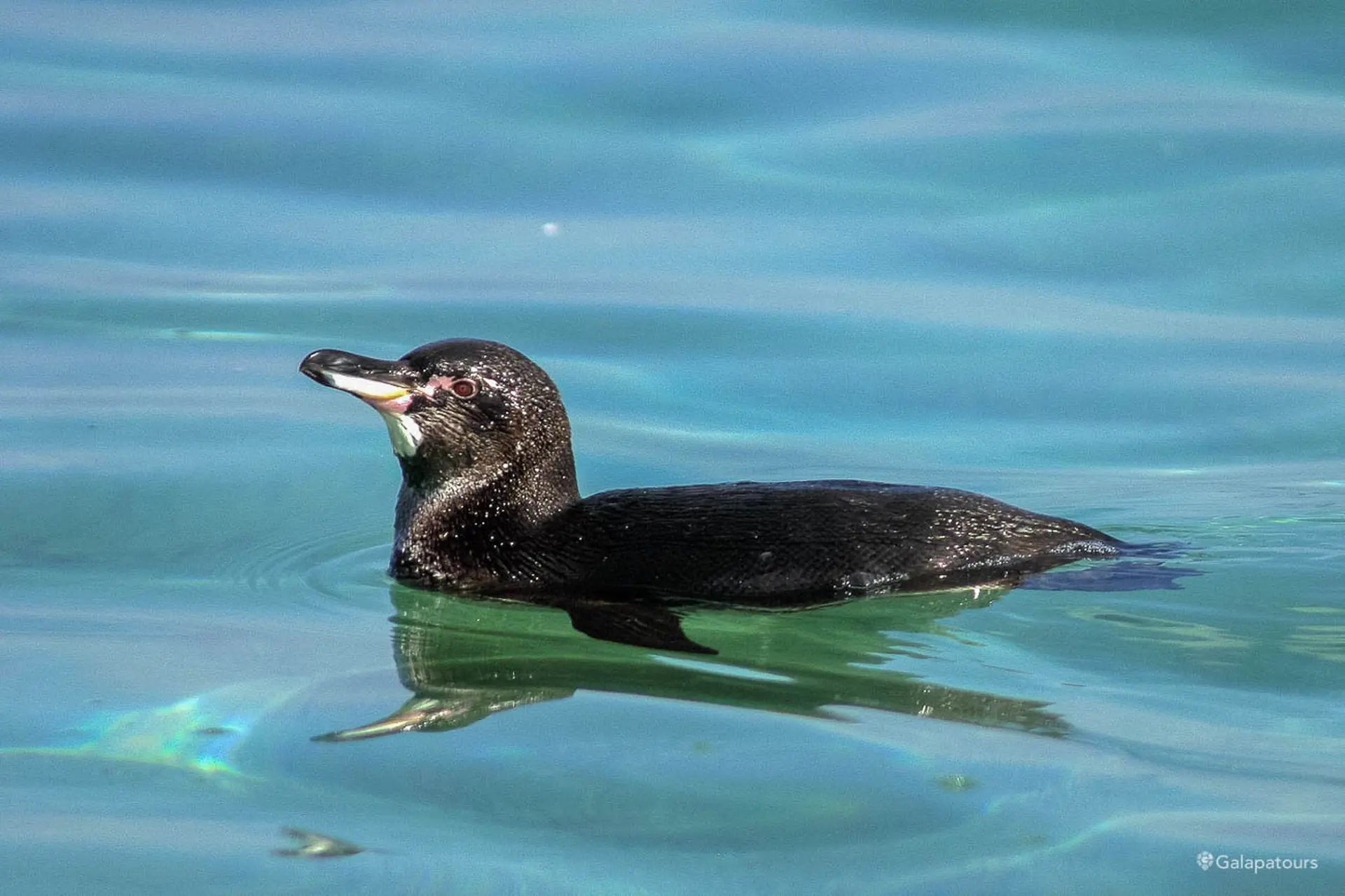 Galapagos Penguin | Galapatours