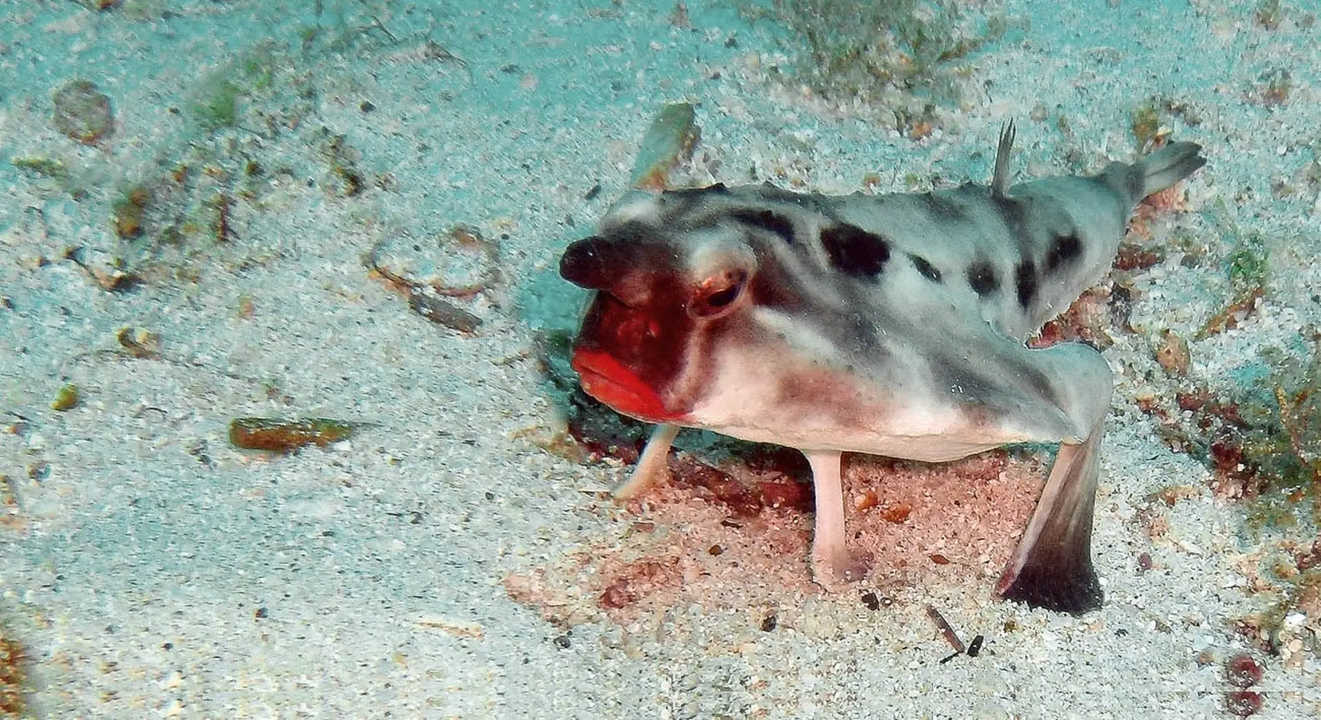 Red Lipped Batfish Toy