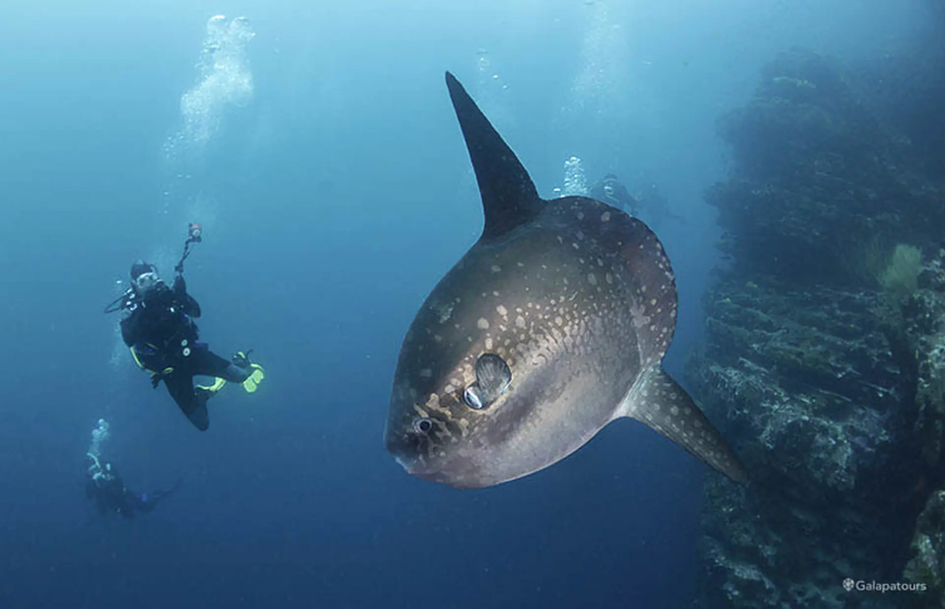Sunfish | Galapatours