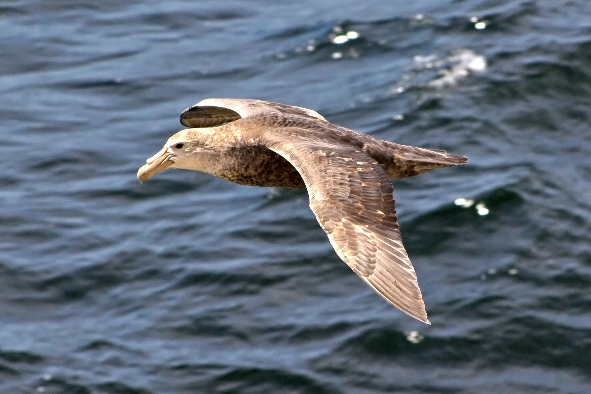 Africa Southern Giant Petrel Southern Giant Petrel | New Zealand Birds