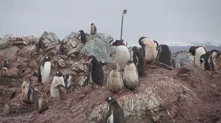 Antarctica Visitor Site- Georges Point, Rongé Island