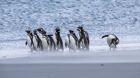 Saunders Island