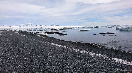 Antarctica- Visitor Site Brown Bluff