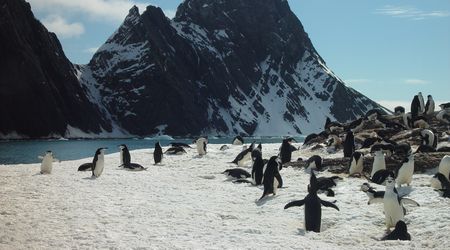 Elephant Island