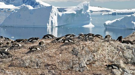 Cuverville Island