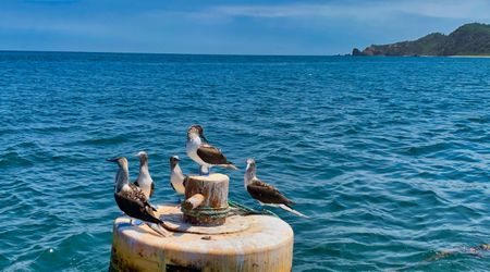 Bluefoot boobys near Salango Island