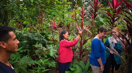 Treat you with a nettle in the Amupakin medicinal plant garden