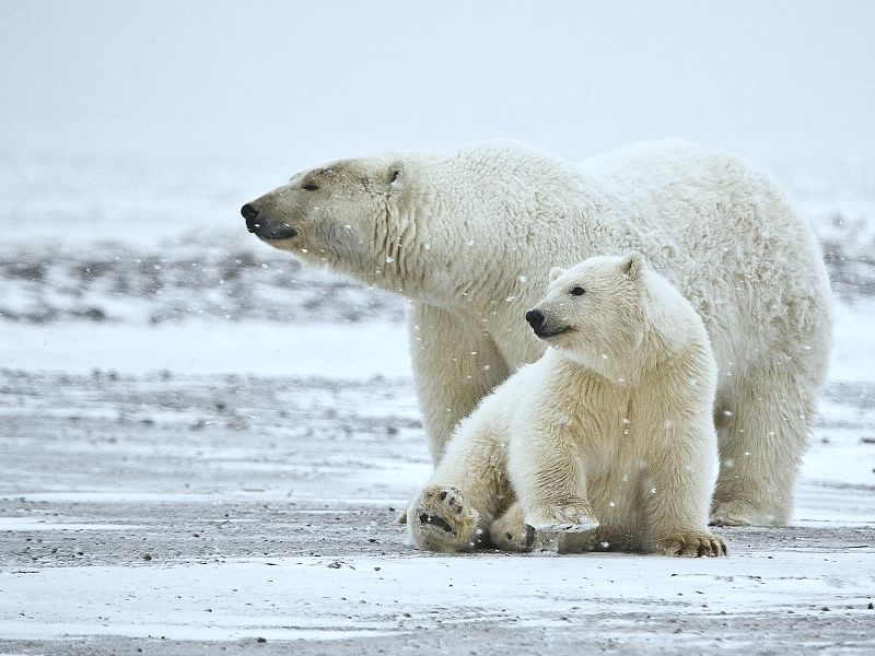 Wildlife of the Arctic | Polartours