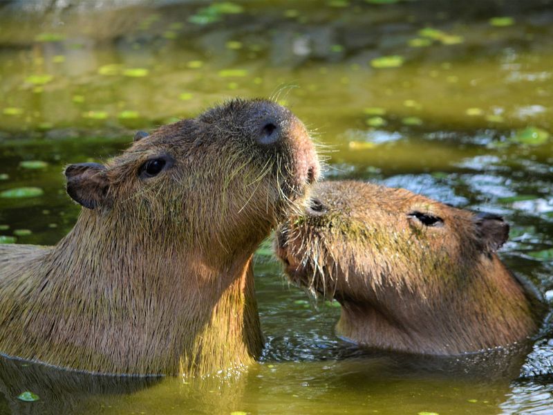 Erleben Sie Capybaras in Südamerika mit Viventura