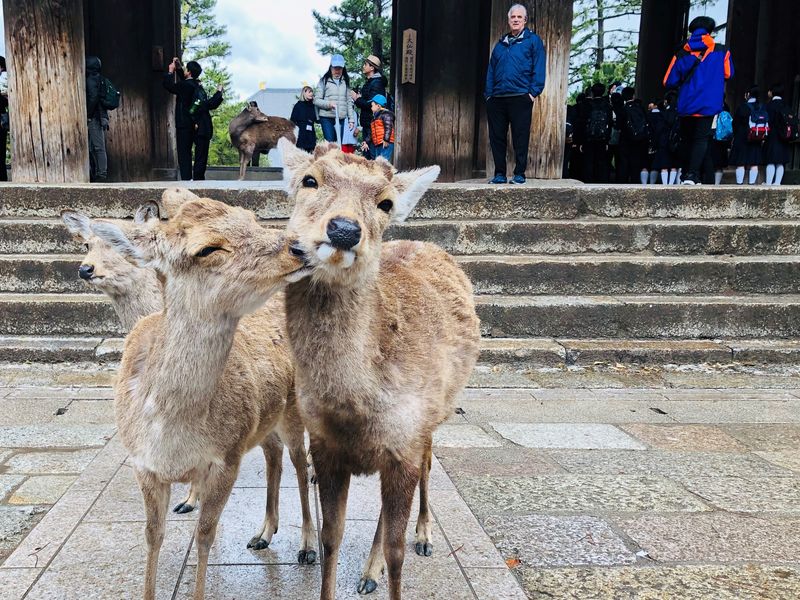 Japon Animal