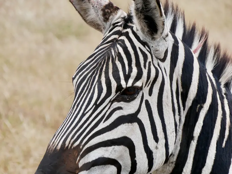 Das Zebra: eine unverwechselbare afrikanische Tiergattung