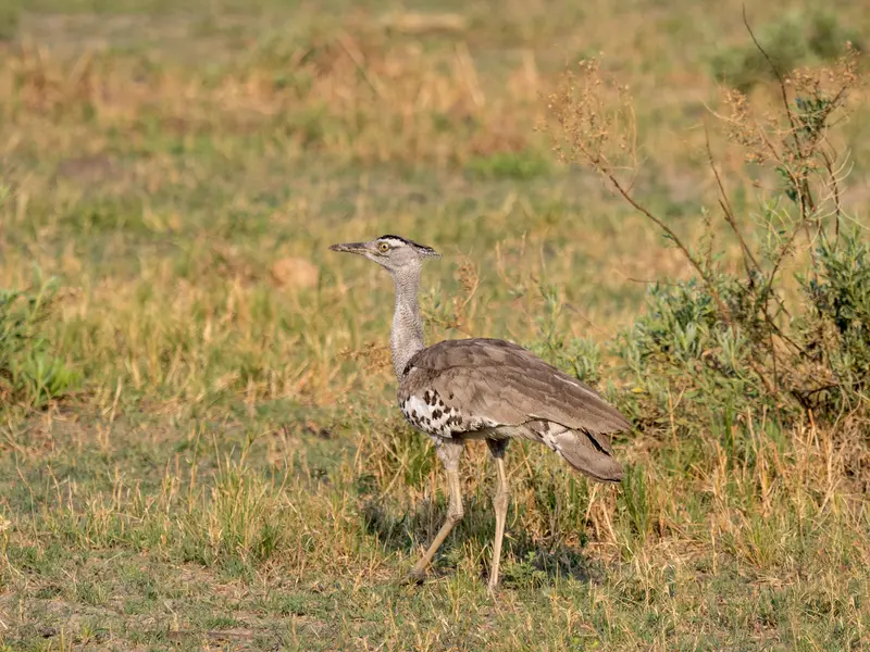 Nata Bird Sanctuary: a community-managed project and home to about 165 ...