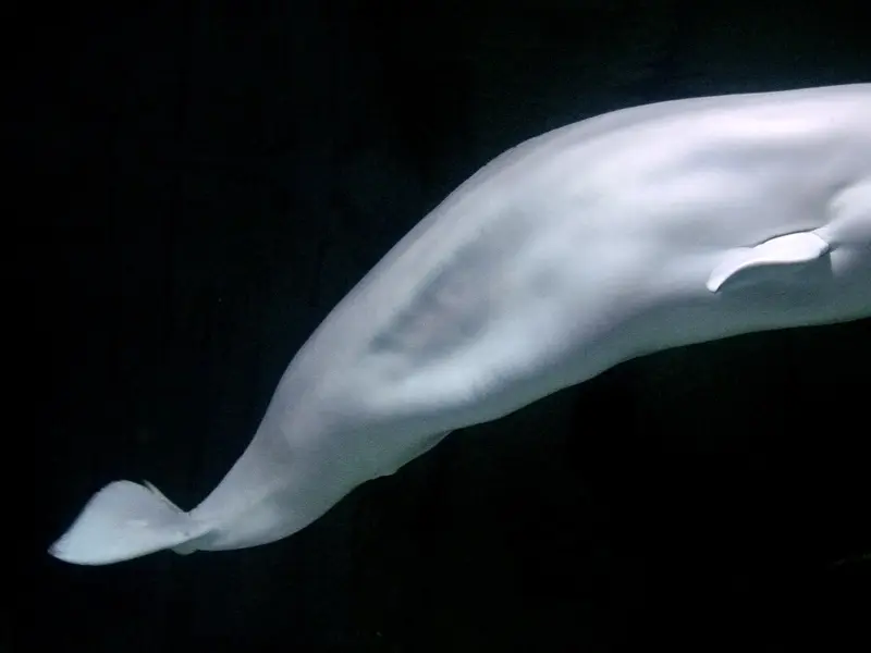 Beluga | Polartours