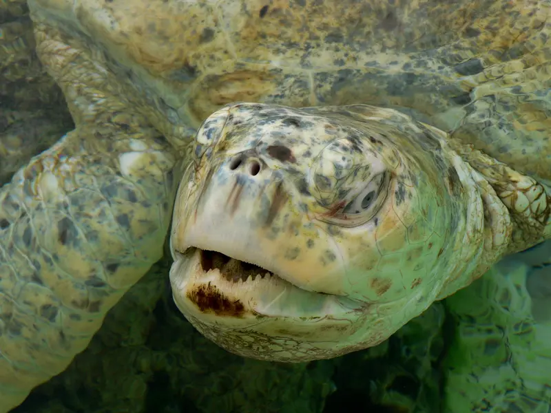 PolarTours | Green Turtle