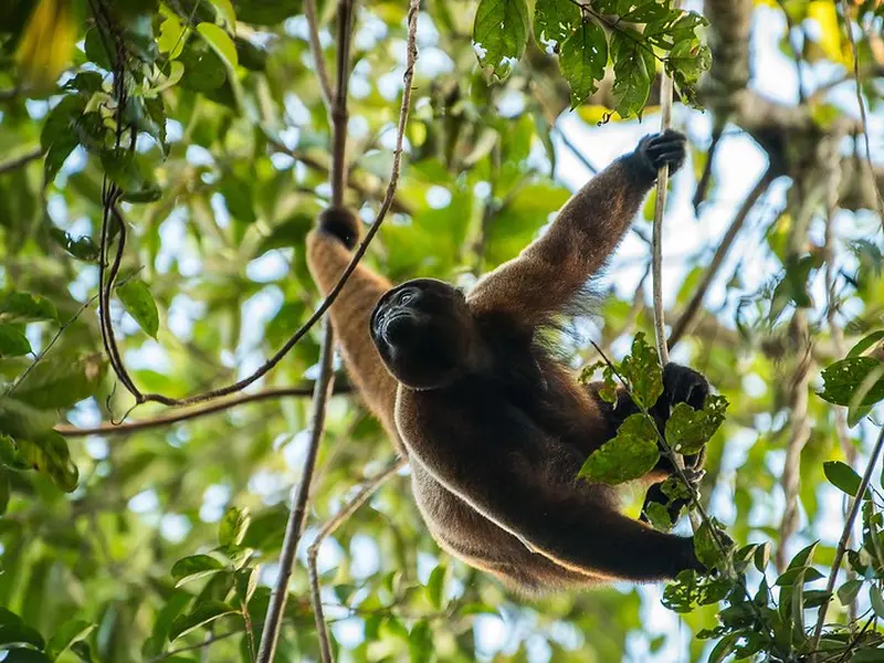 Humboldt’s Woolly Monkey | Keystone Primate of the Amazon