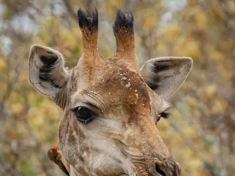 The Giraffe: one of the most interesting looking animals in Africa