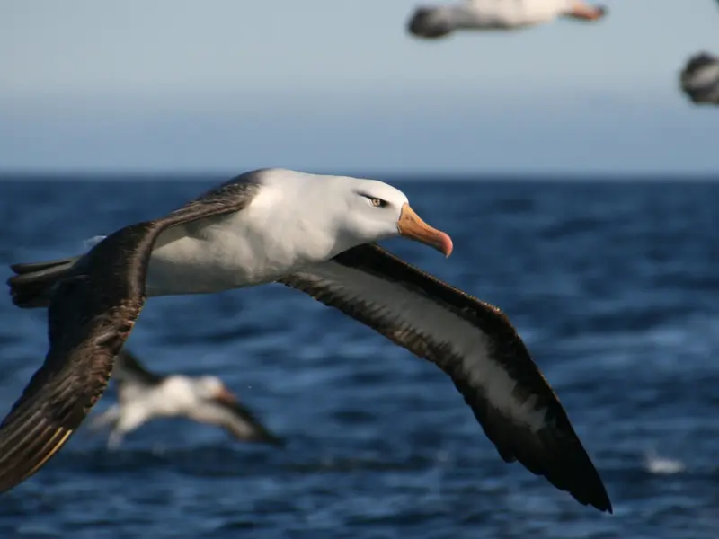 Océan Austral | Polartours