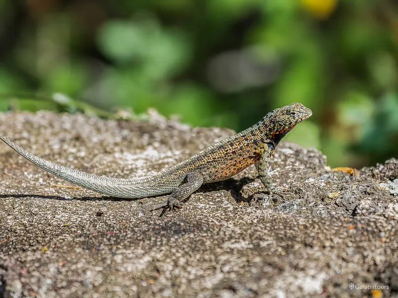 Galapagos Lava Lizard | Galapatours