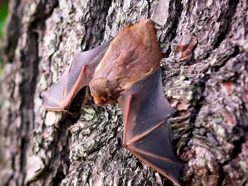 Galapagos Red Bat | Galapatours