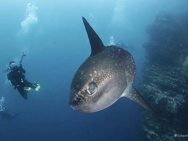 Sunfish | Galapatours