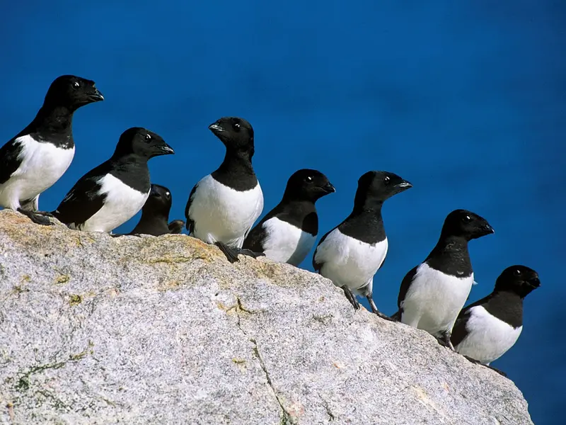 Little Auk (Dovekie)