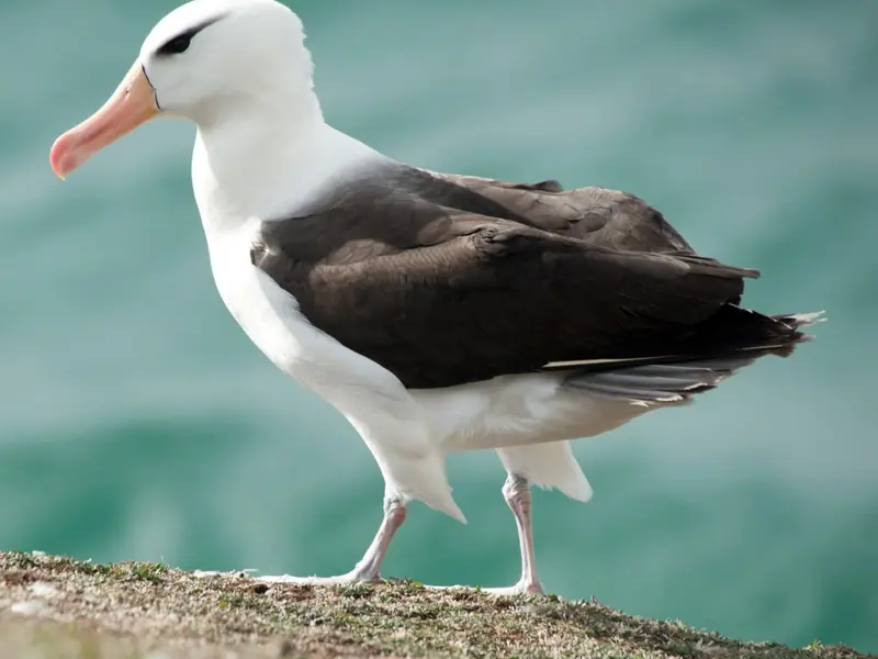 albatross 330px-Short_tailed_Albatross1.jpg