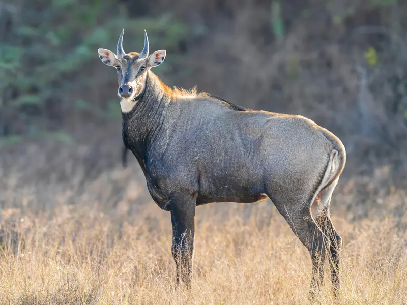 Nilgai Ranthambore — India’s Blue Bull Antelope