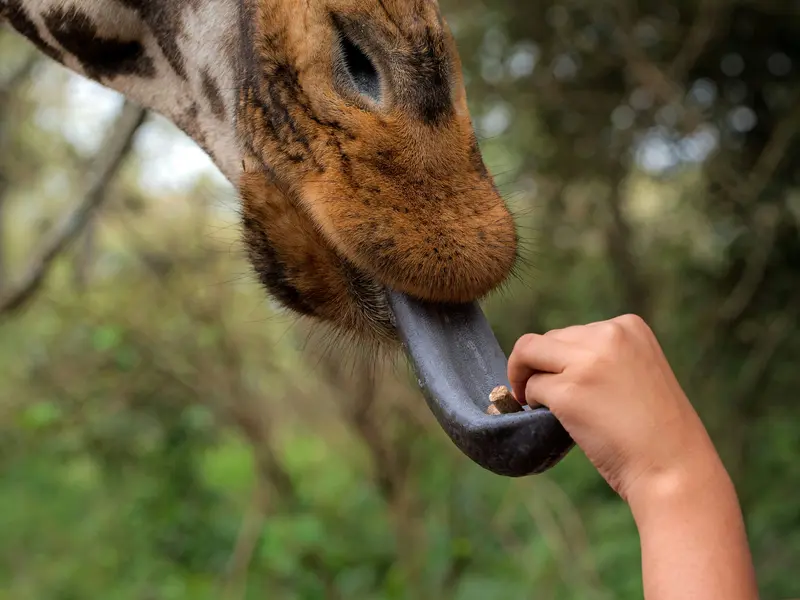 Giraffe centre in the city of Nairobi