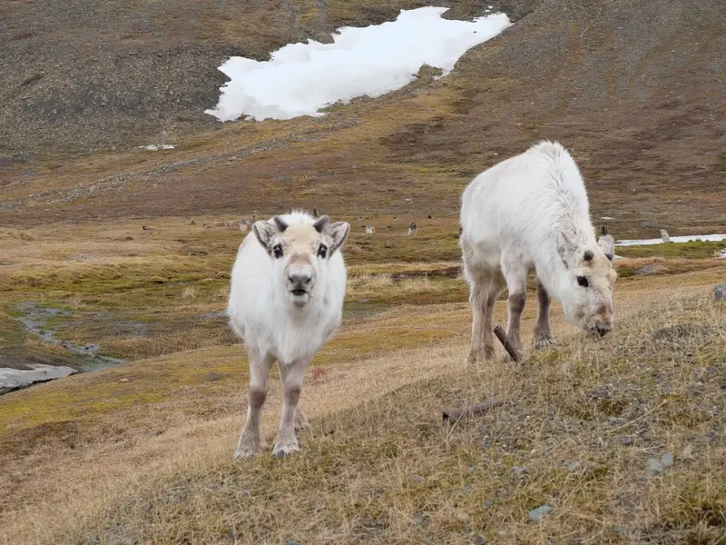 Discover Expedition Cruises to the Unspoiled North: Book Now and Save - News Directory 3