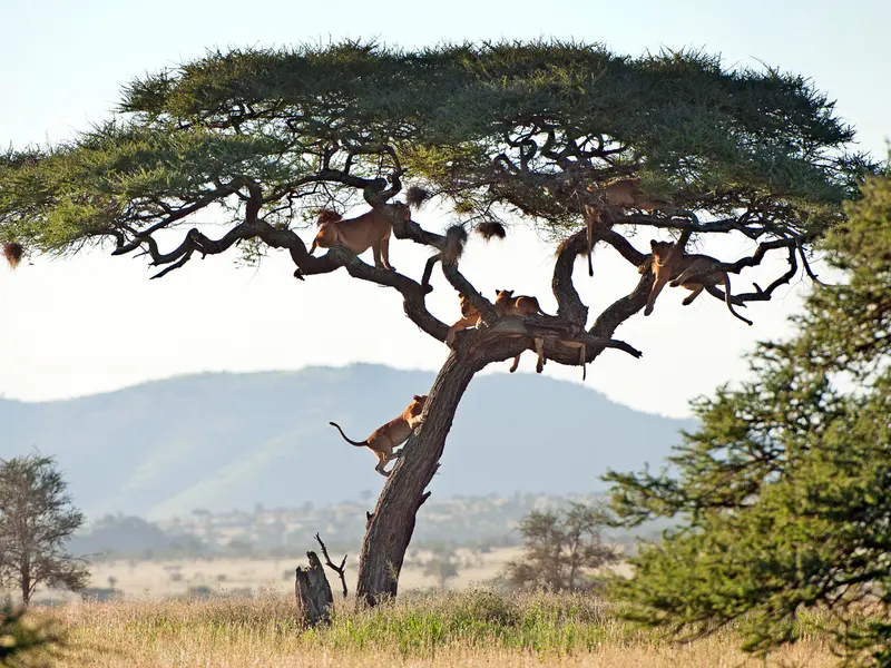 When to Travel to Africa: Tips for Choosing the Best Time to Visit