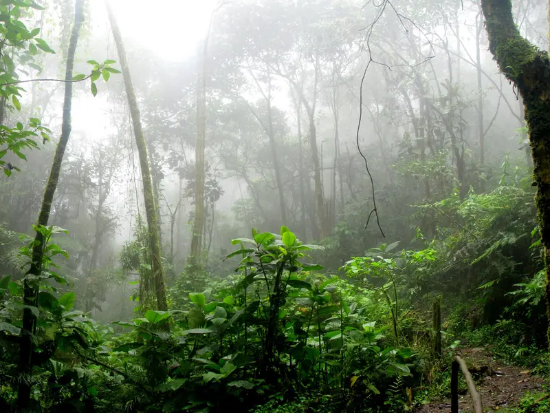 Ecuadorian Amazon Forest at Risk | V Social Foundation