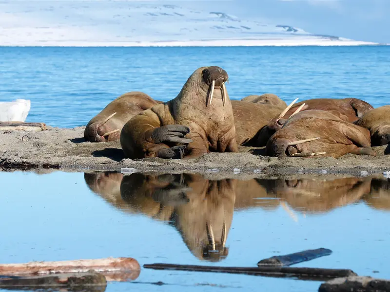 MS Stockholm: Springtime in Svalbard | Polartours