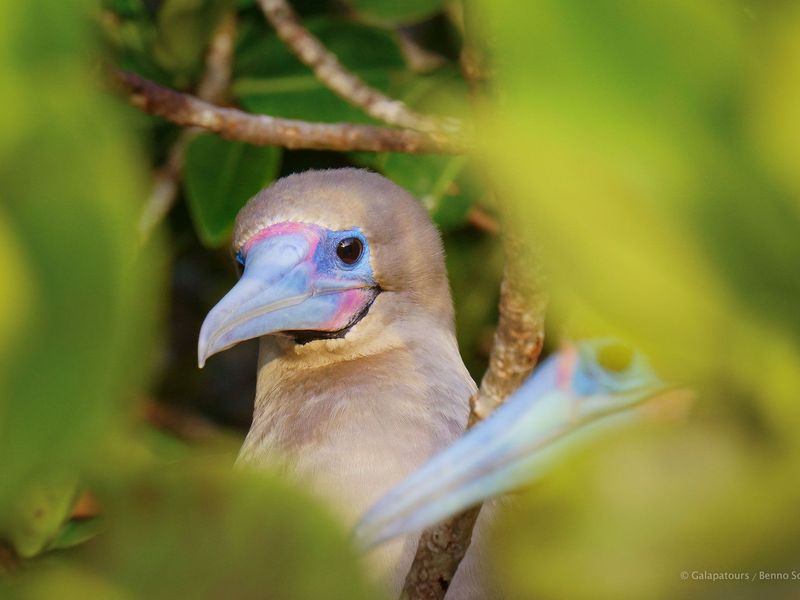 Red-Footed Booby - Facts, Diet, Habitat & Pictures on