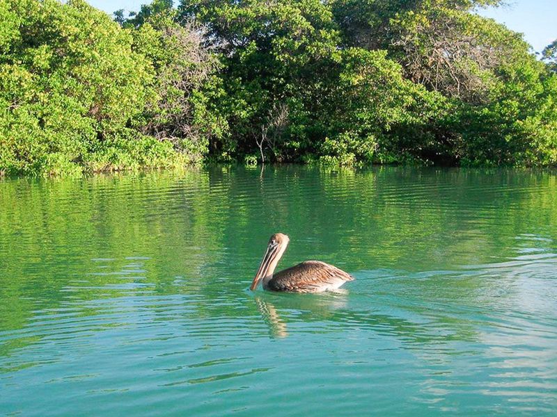 Black Turtle Cove Galapatours