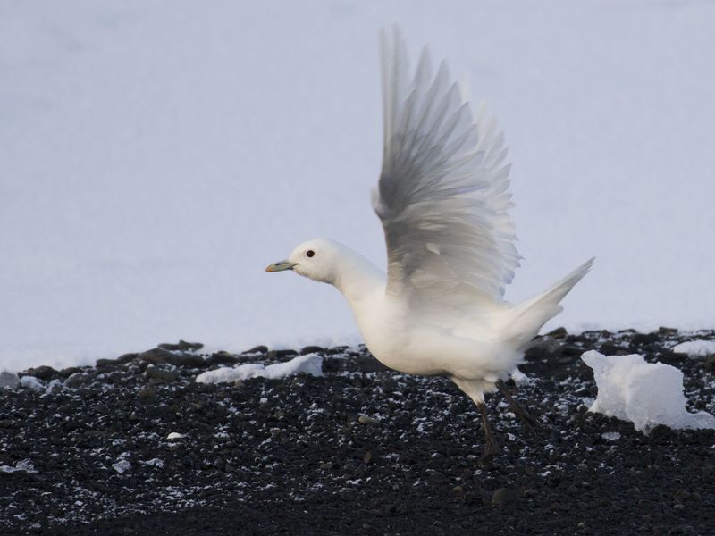 Wilczek Island Polartours
