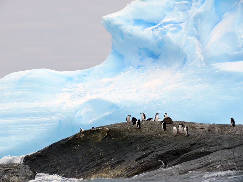 South Orkney Islands | Polartours