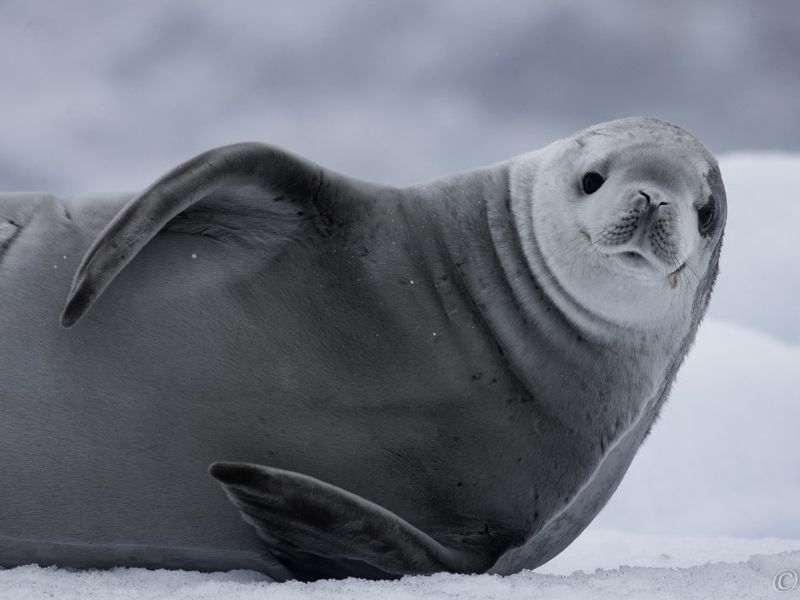 Crabeater Seal