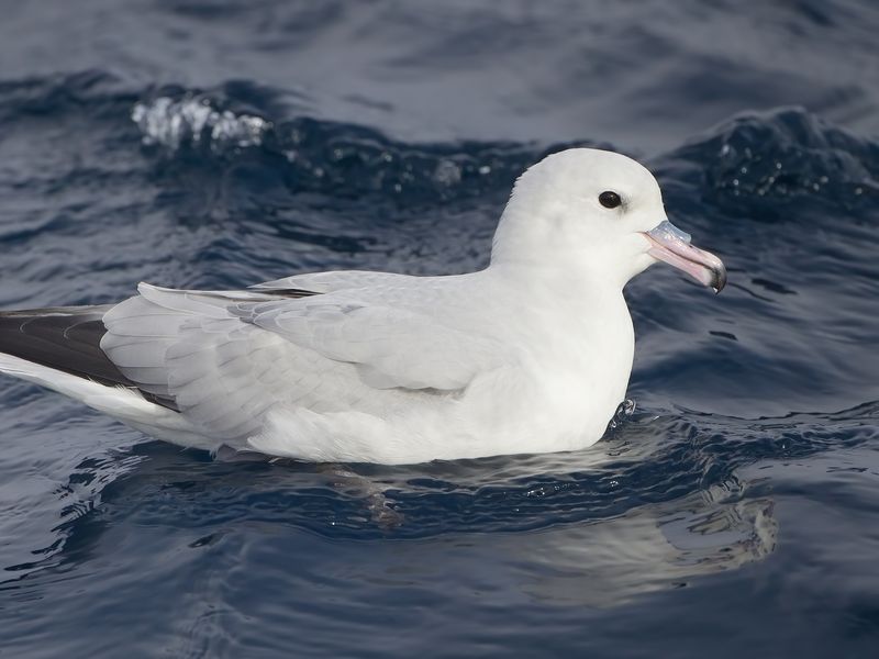 Southern Fulmar