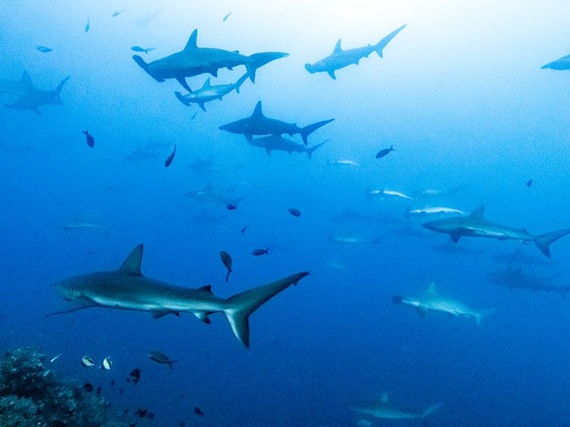 Shark Bay | Galapatours