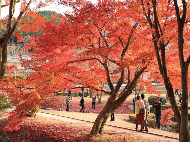 Voyagez pendant l'automne au Japon et découvrez la saison des érables