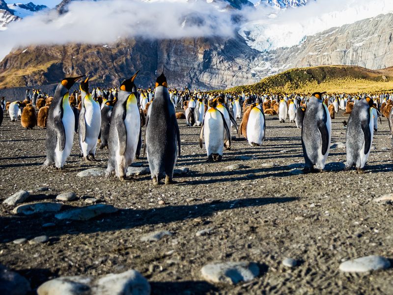 Sylvia Earle: Spirit of Antarctica | Polartours